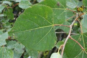 Η χρήση του Aspen για την ενίσχυση της ισχύος